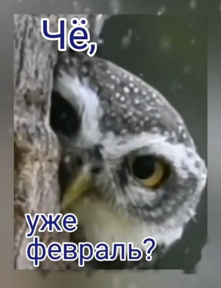 Чё, уже февраль?
