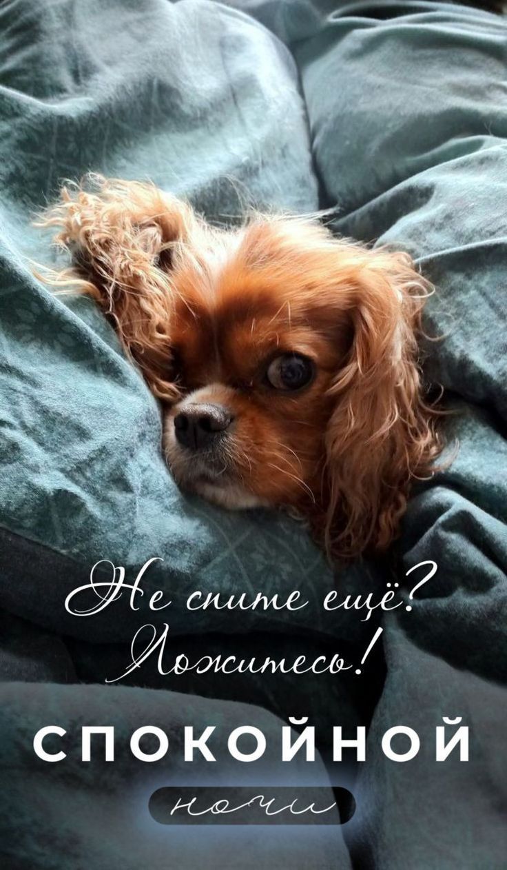 Не спите ещё? Ложитесь! Спокойной ночи