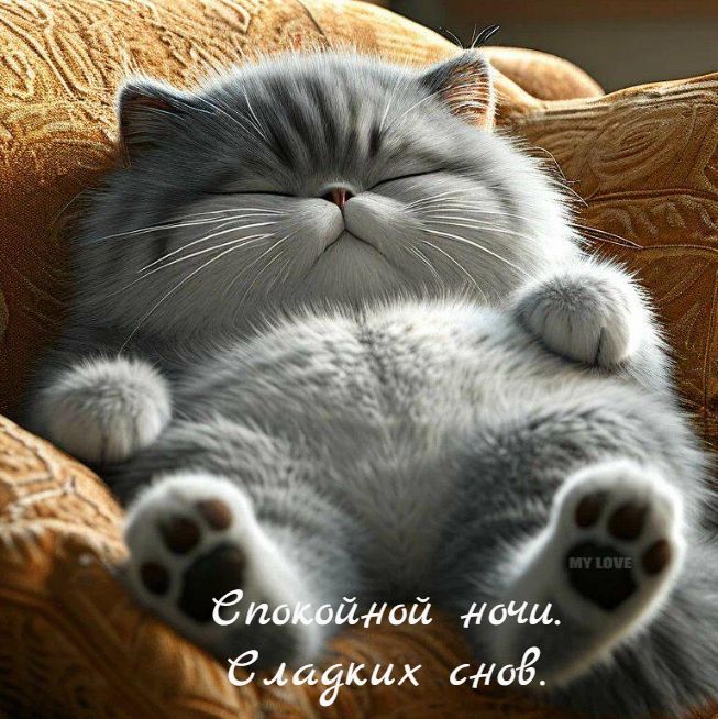 Спокойной ночи. Сладких снов.