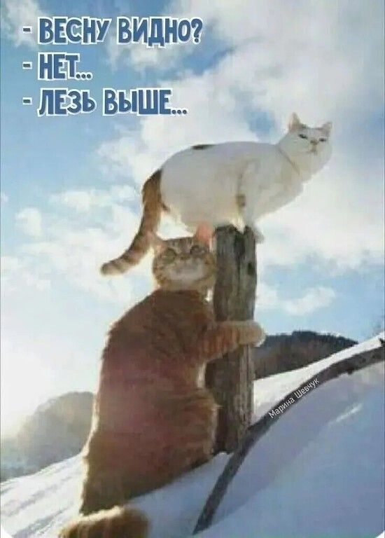 - ВЕСНУ ВИДНО?\n- НЕТ...\n- ЛЕЗЬ ВЫШЕ...