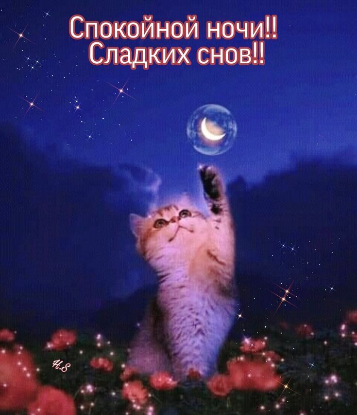 Спокойной ночи!! Сладких снов!!