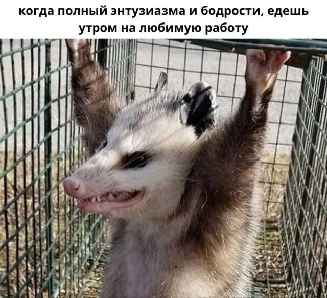 когда попный энтузиазма и Бодрости едешь утром на любимую работу
