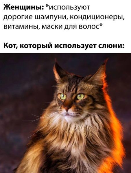 Женщины испоп ьзуют дорогие шампуни кондиционеры витамины маски для волос КОТ КОТОРЫЙ ИСПОЛЬЗУЕТ СПЮНИ