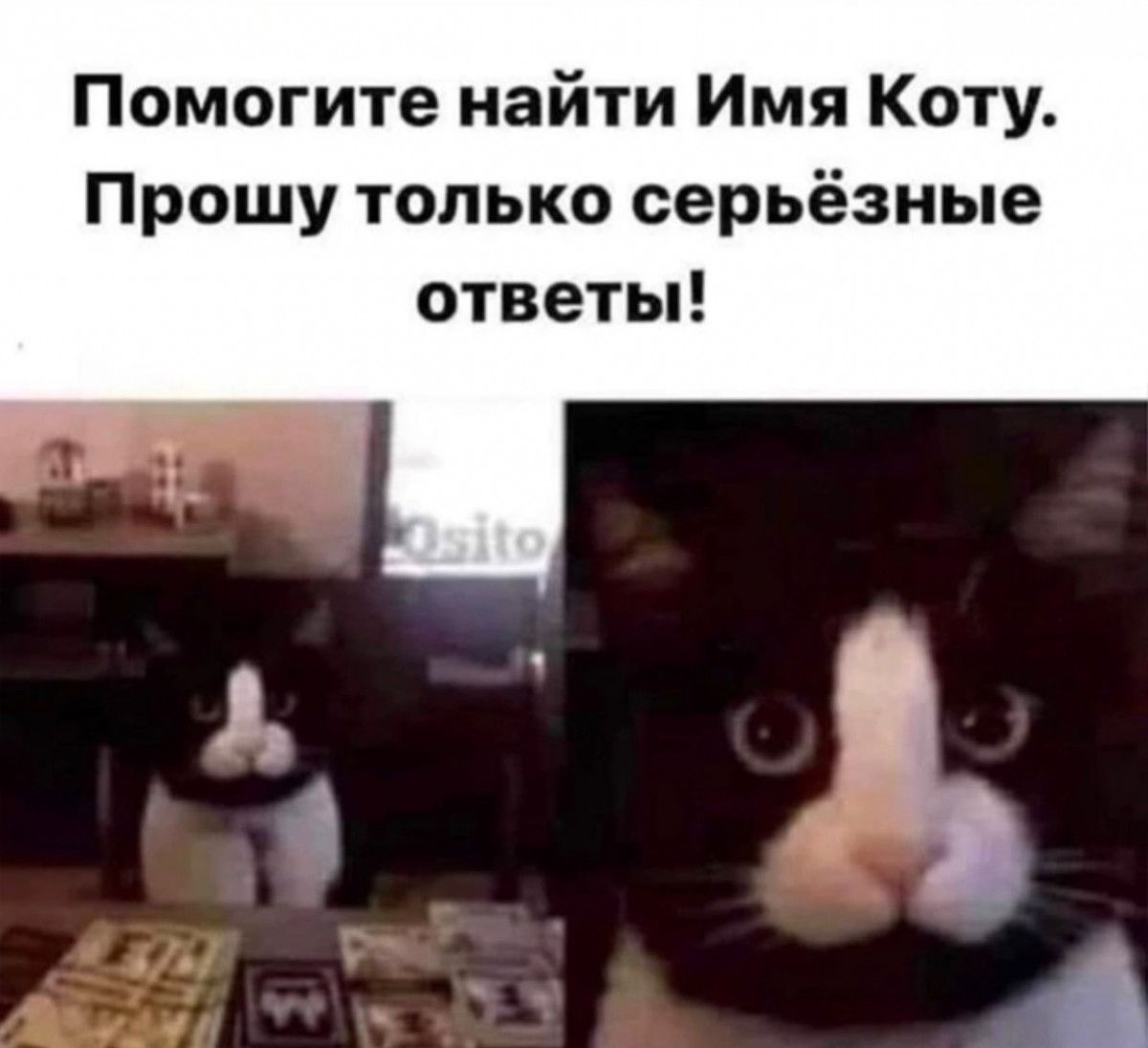 Помогите найти Имя Коту Прошу только серьёзные ответьп