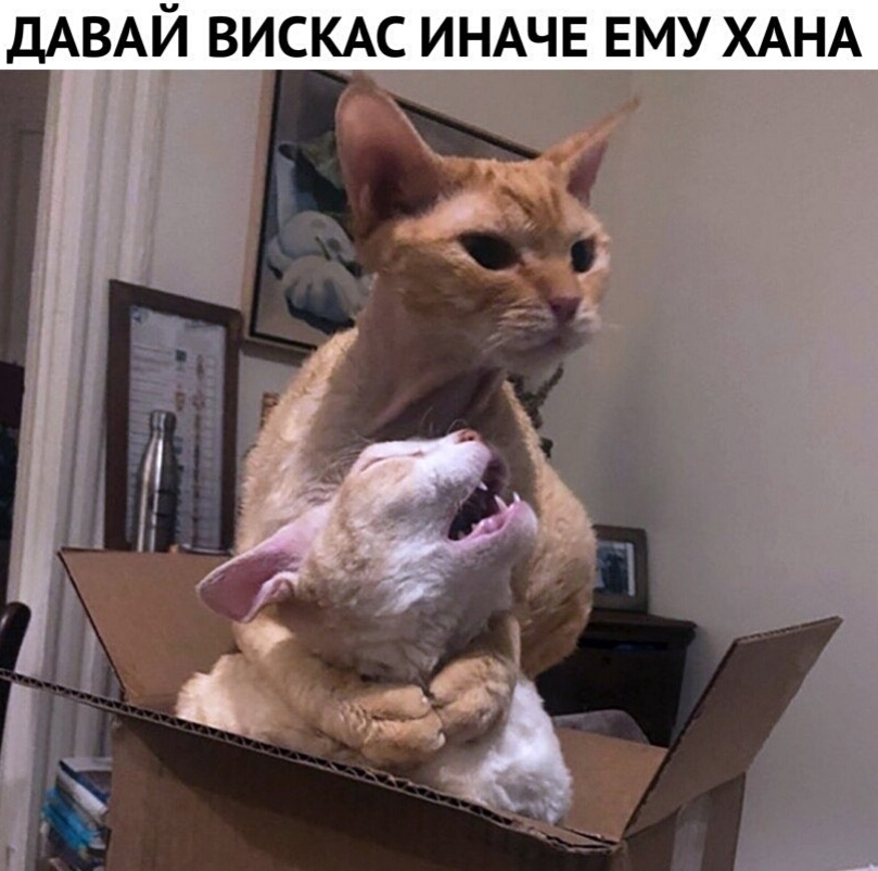 ДАВАЙ ВИСКАС ИНАЧЕ ЕМУ ХАНА