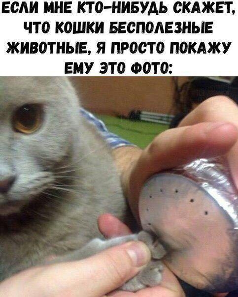 ЕСЛИ МНЕ КТ О НИБУАЬ СКАЖЕЪ ЧТО КОШКИ БЕСПОАЕЗНЫЕ ЖИВОТНЫЕ Я ПРОСТО ПОКАЖУ ЕМУ ЭТО ФОТО