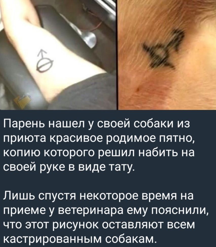 Парень нашел у своей собаки из приюта красивое родимое пятно копию которого решил набить на своей руке в виде тату Лишь спустя некоторое время на приеме у ветеринара ему пояснили что этот рисунок оставляют всем кастрированным собакам