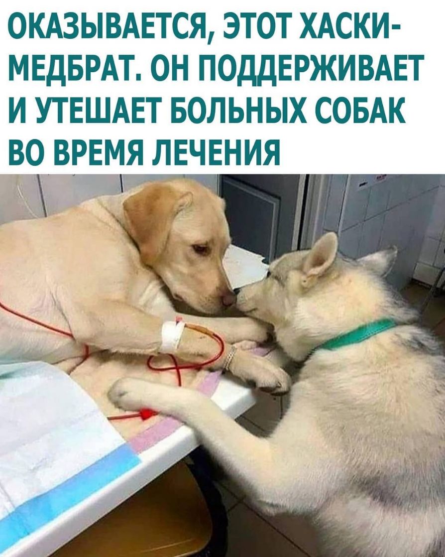 окдзывшся этот ХАСКИ МЕдБРАТ он ПОддЕРЖИВАЕТ и утвшдвт вольных совдк вочврщя лечения _