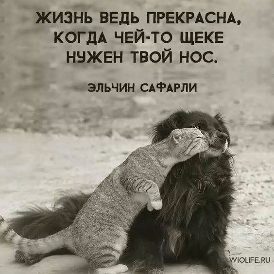 жизнь ведь ПРЕКРАСНА КОГДА ЧЕЙ ТО ЩЕКЕ нвжвн твой нос ЭЛЬЧИН САФАРЛИ