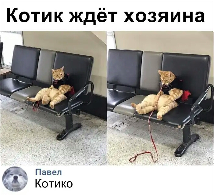 Котик ждёт хозяина