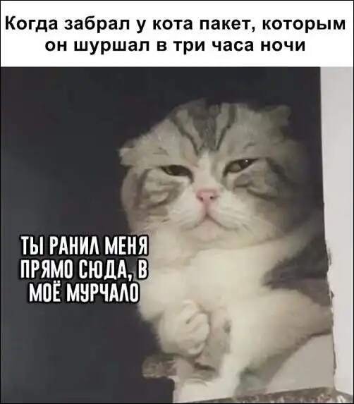 Когда забрал у кота пакет которым он шуршап в три часа ночи ты мнил МЕНЯ прямо сюддв