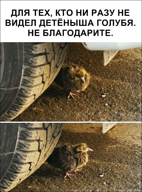 ДЛЯ ТЕХ К_Т0 НИ РАЗУ НЕ ВИДЕЛ ДЕТЕНЫША ГОЛУБЯ НЕ БПАГОДАРИТЕ