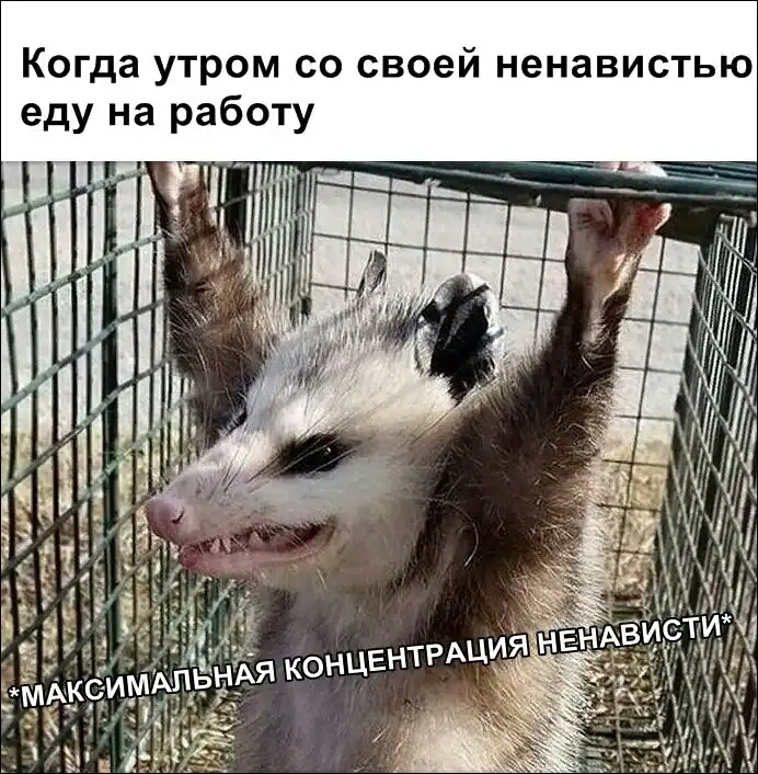 Когда утром со своей ненавистью еду на работу