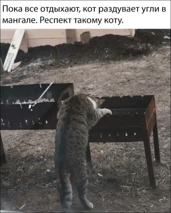 Пока все отдыхают кот раздувает угли в мангале Респект такому коту