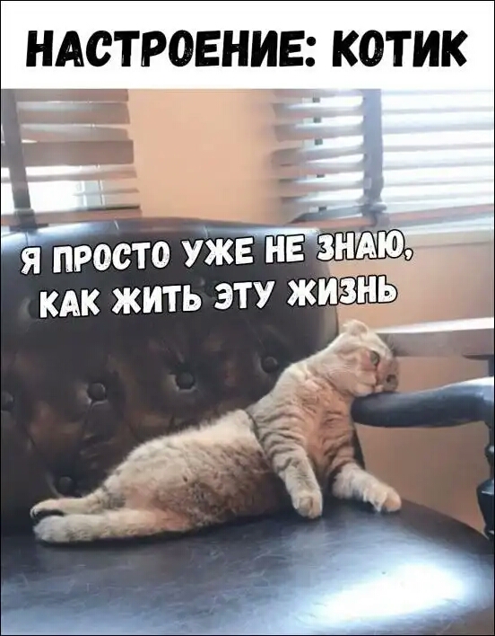 НАСТРОЕНИЕ КОТИК