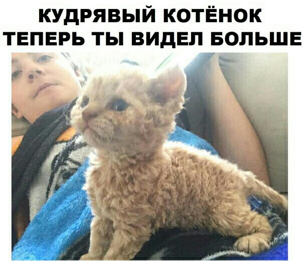кудрявый котёнок теперь ты видел БОЛЬШЕ