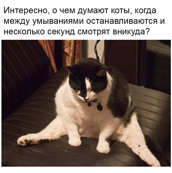 Интересно О ЧЕМ ДУМЭЮТ КОТЫ когда МЕЖДУ УМЫВЗНИЯМИ ОСТЭНЗВПИВЗЮТСЯ И НЕСКОЛЬКО СЭКУНД СМОТРЯТ вникуда