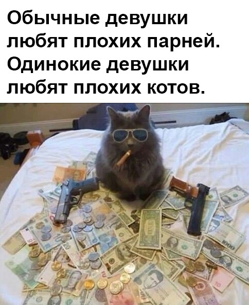 Обычные девушки любят плохих парней Одинокие девушки любят плохих котов