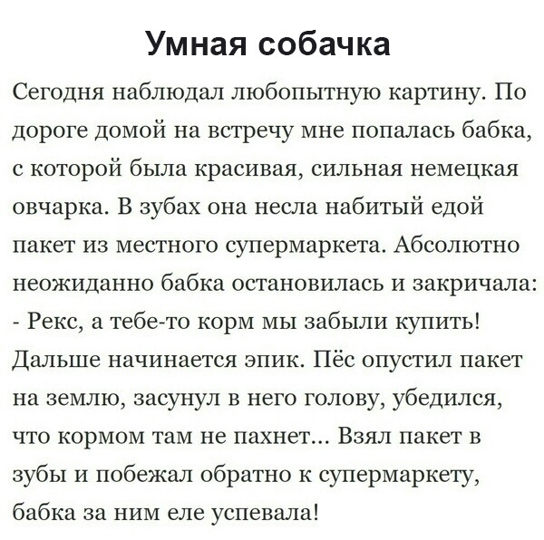 Умная собачка Сегодня наблюдал любопытную картину По Дороге домой на встречу мне попалась бабка с которой была красивая сильная немецкая овчарка В зубах она несла набитый едой пакет из местного супермаркета Абсолютно неожиданно бабка остановилась и закричала Рекс а тебеето корм мы забыли купить Дальше начинается эпик Пёс опустил пакет на землю засунул в него голову убедился что кормом там не пахне