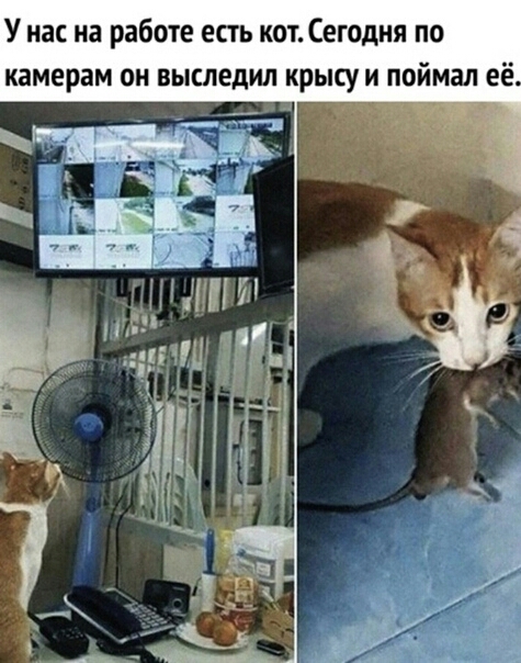 У нас на работе есть кот Сегодня по камерам он выследил крысу и поймал её