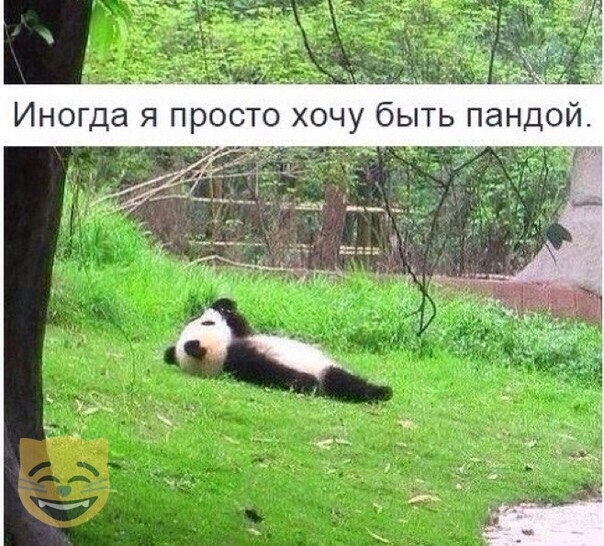 и _ Р Иногда я просто хочу быть пандой