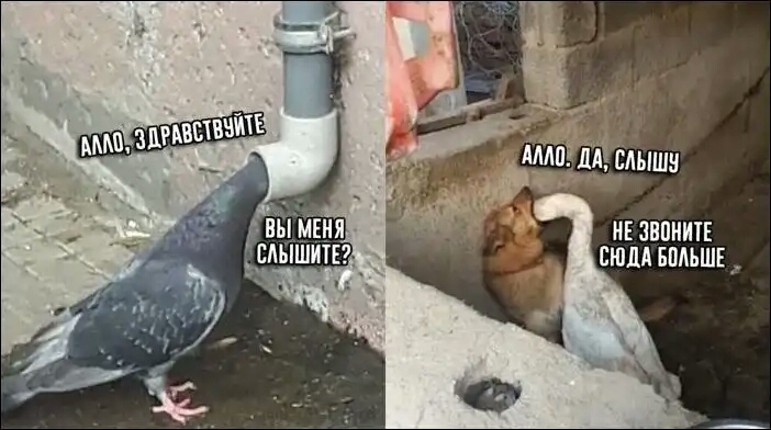 НЕ ШПИИТЕ СЮДА БПАЬШЕ _