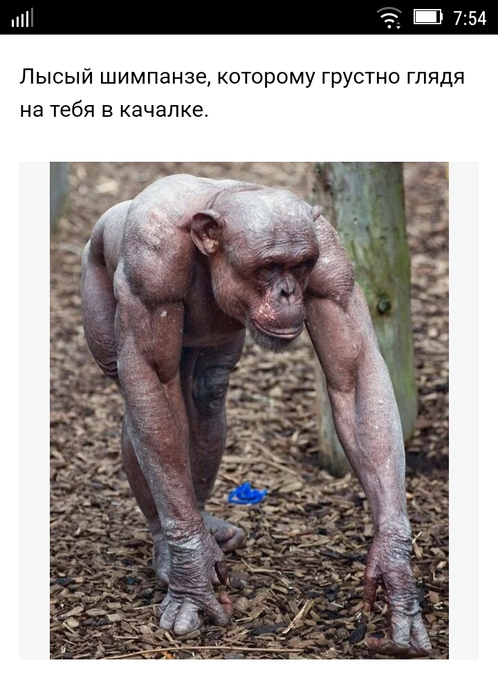754 Лысый шимпанзе которому грустно глядя на тебя в качалке