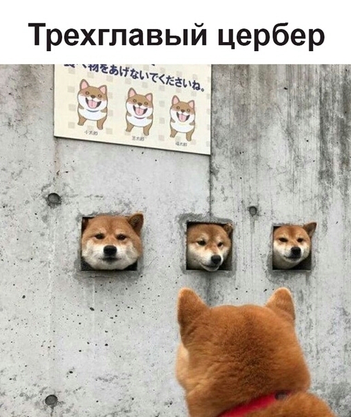Трехглавый цербер