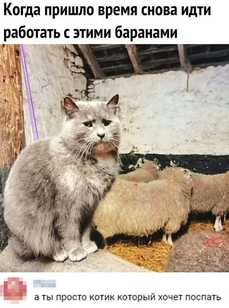 Когда ПРИШЛО ВРЕМЯ СНОВЗ ИдТИ а ты просто котик который хочет поспать