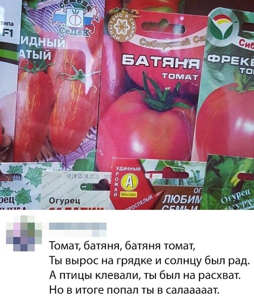 Томат батяня батяня томат Ты вырос на грядке и солнцу был рад А птицы клевапи ты был на расхват Но в итоге попал ты в сапааааат
