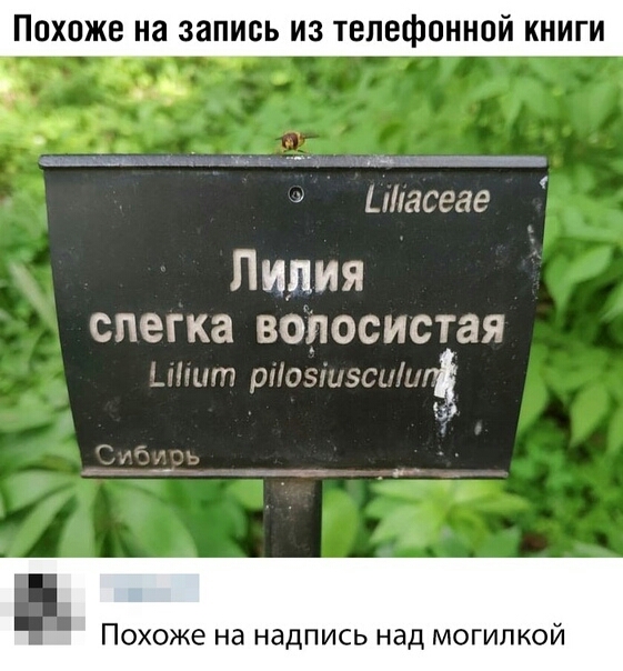 Похоже на запись из телефонной книги ііасеае Лилия слегка вопосистая ит рп вы 50 на Похоже на надпись над могилкой