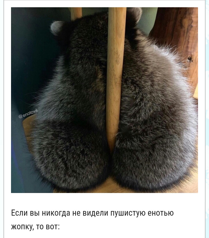 ЕСЛИ ВЫ никогда не видели ПУШИСТУЮ енотью ЖОПКУ ТО ВОТ