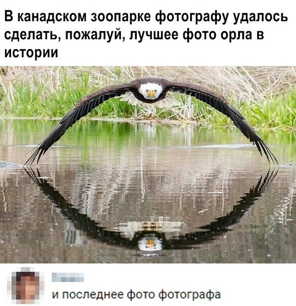 В канадском зоопарке фотографу удалось сделать пожалуй лучшее фото орла в истории и последнее фото фотографа