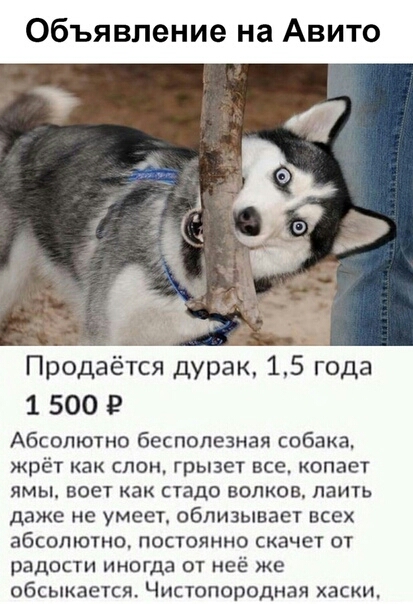 Объявление на Авито Продаётся дурак 157 года 1 500 Абсолютно бесполезная собака жрёт как слон грызет все копает ямы воет как стадо волков паить даже не умеет облизывает всех абсолютно постоянно скачет от радости ИНОГда ОТ НЕЁ ЖЕ обсыкается Чистопородная хаски