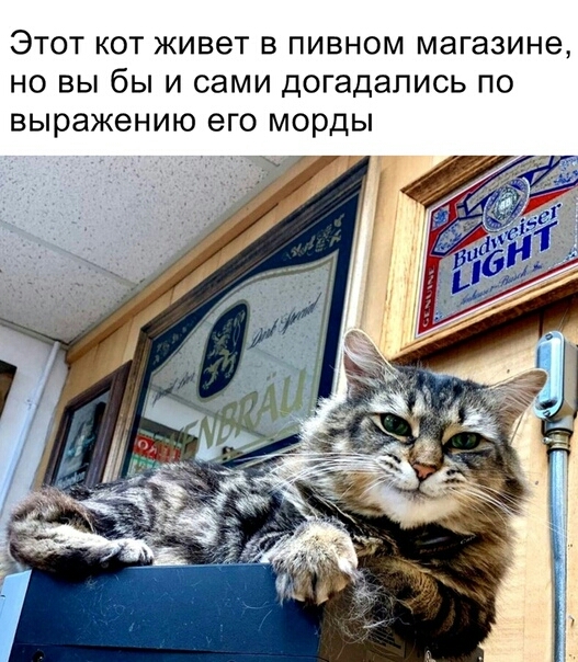 Этот кот живет в пивном магазине но вы бы и сами догадались по выражению его морды