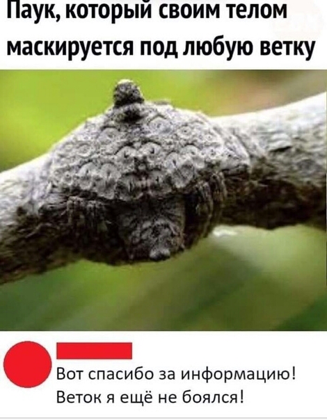 аук которыи своим телом маскируется под любую ветку Вот спасибо за информацию Веток я ещё не боялся