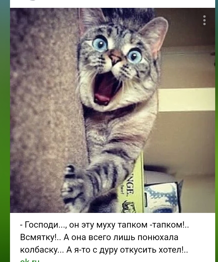 Господи он эту муху тапком тапком Всмятку А она всего лишь понюхала колбаску А я то с дуру откусить хотел