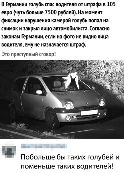 В Германии голубь спас водителя от цпрафа в 105 евро чуть больше 7500 рублей На момент фиксации нарушения камерой голубь попал на снимок и икрыл лицо автомобилиста Согласна законам Гермаиищесли на фото не видно лица водителя ему не назначается штраф Это преступный сговор я Побольше бы таких голубей и поменьше таких водителей