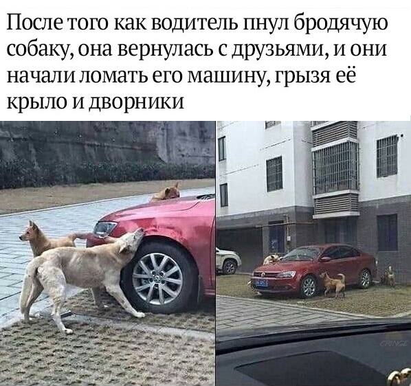 После тою как водитель пнул бродячую собаку она вернулась с друзьями и они начали ломать его машину грызя её крыло И дворники