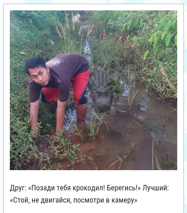 друг Позади тебя крокодил Берегись Лучший Стой не двигайся посмотри в камеру