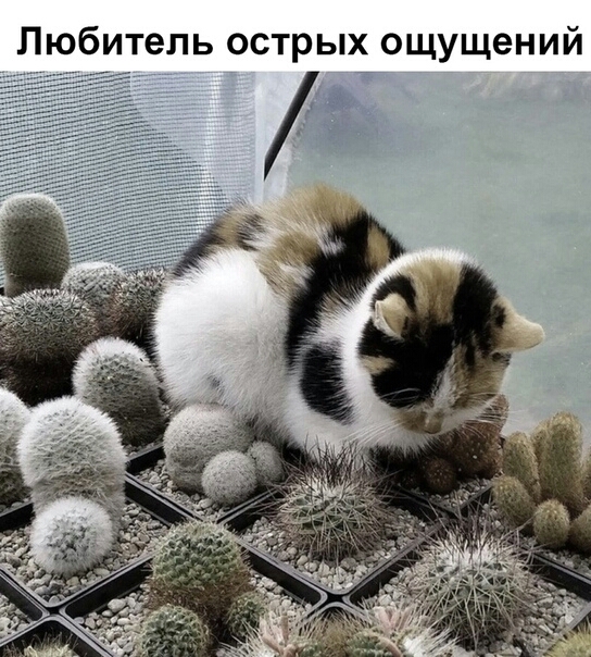 Любитель острых ощущений