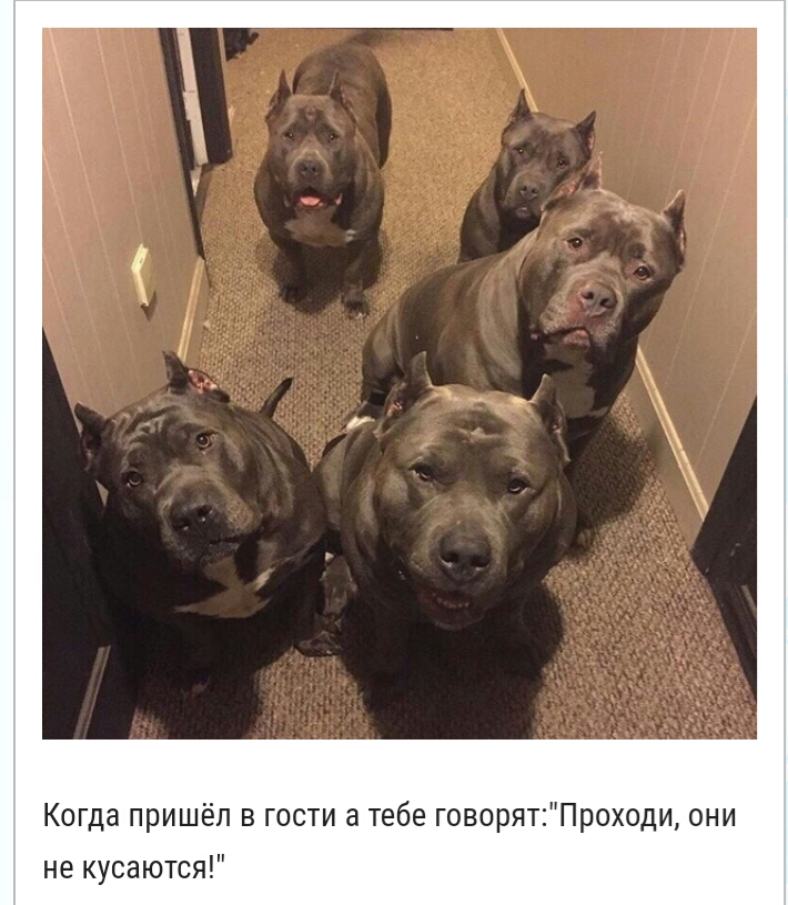 Когда пришёл в гости в тебе говорятПрохпди они не кусаются