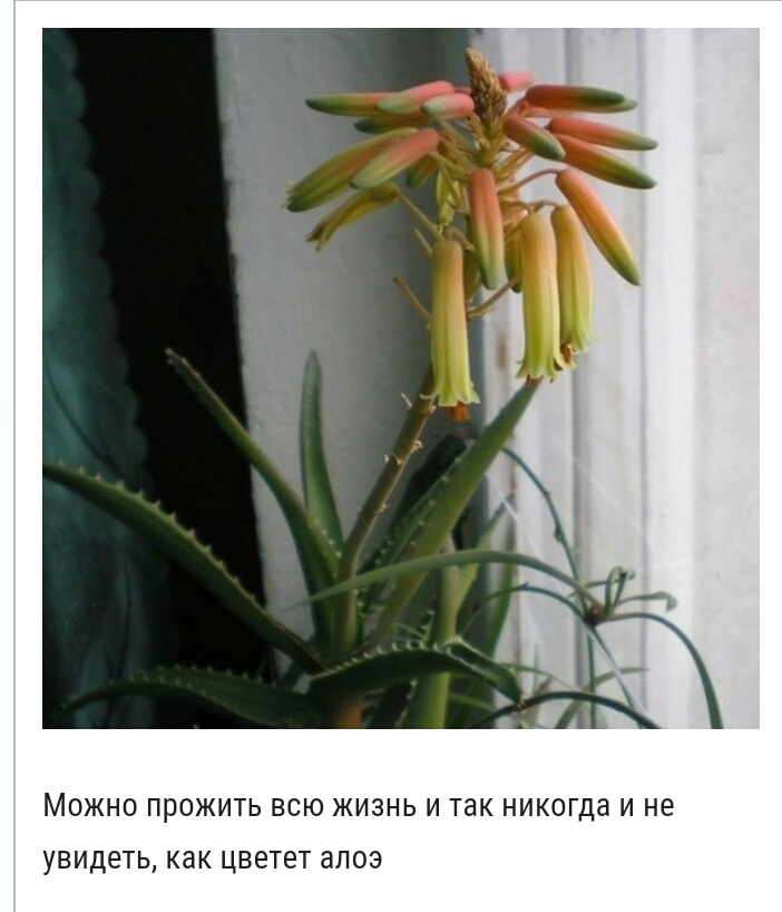 Можно прожить всю жизнь и так никогда и не увидеть как цветет алоэ