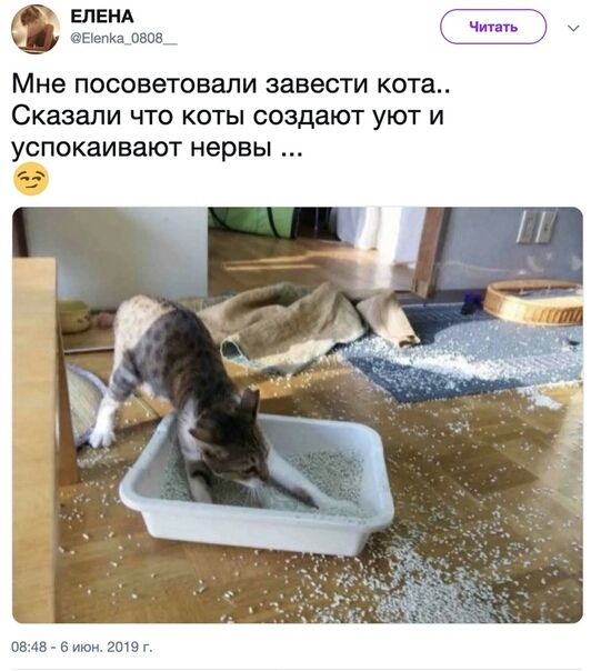 ЕЛЕНА Беска 0808 Мне посоветовали завести кот Сказали что коты создают уют и успокаивают нервы