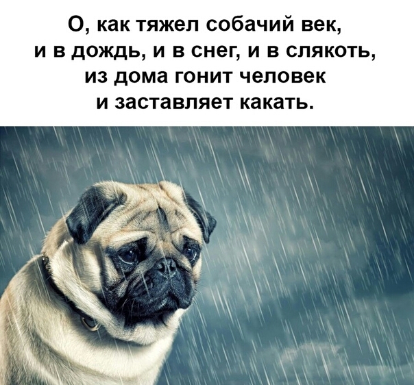 0 как тяжел собачий век и в дождь и в снег и в слякоть из дома гонит человек и заставляет какать