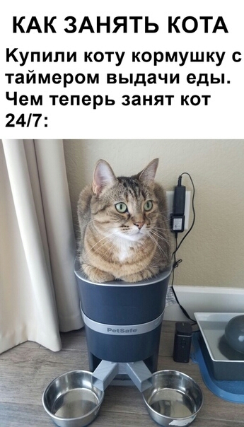 КАК ЗАНЯТЬ КОТА Купили коту кормушку с таймером выдачи еды Чем теперь занят кот 247
