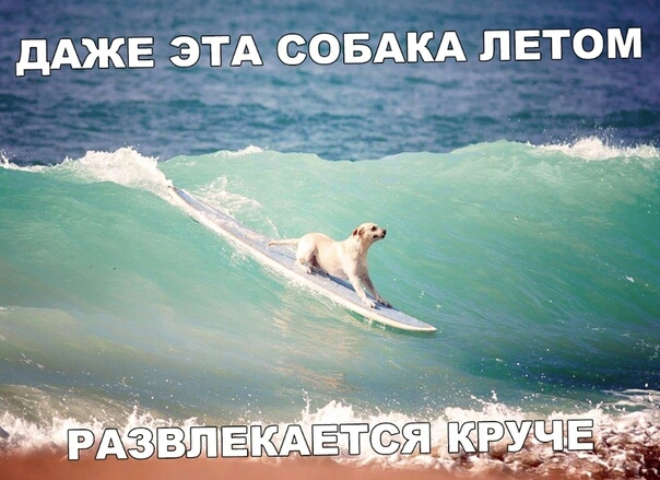 дАЖЕ ЭТАЁ СОБАКА ЛЕТОМ