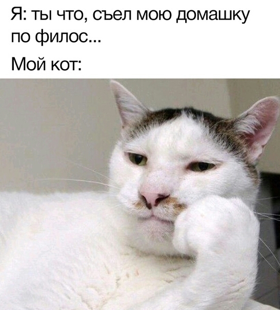 Я ты что съел мою домашку по филос Мой кот