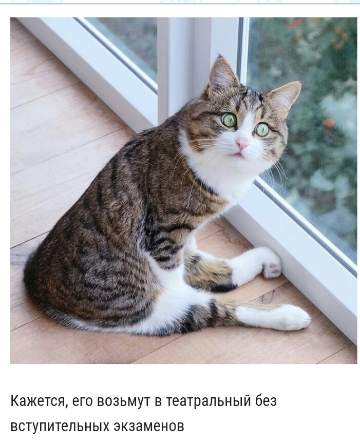 Кажется его возьмут в театральный без вступительных экзаменов