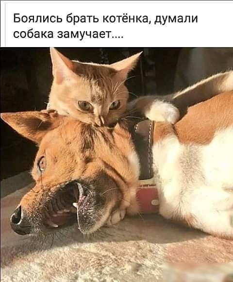 Бояпись брать котёнка дУмали собака замучает